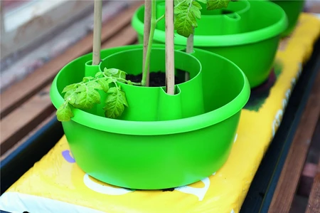 Plant Halos Green 3Pk - image 9