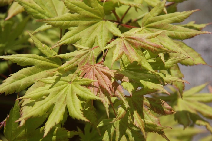 Acer Griseum 7L