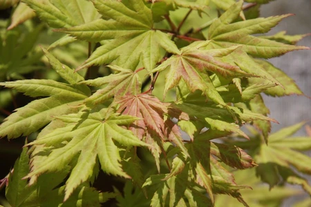 Acer Griseum 7L