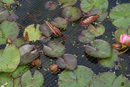 Pond+Fruit Cage Netting Black 12Mm Mesh - image 3