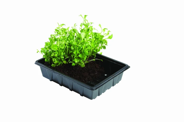 Professional Half Seed Trays 5Pk - image 1