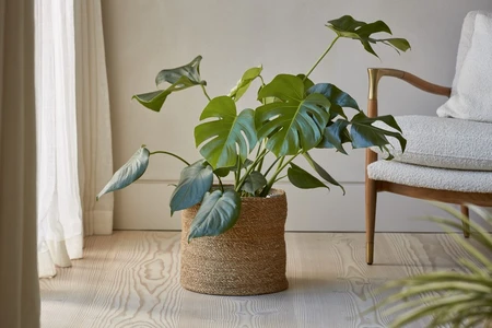 Chai Pot 12CM - image 2