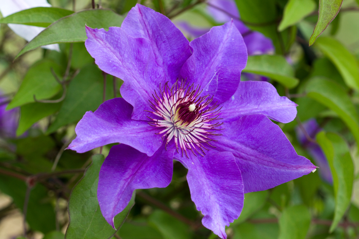 Clematis The President 3L