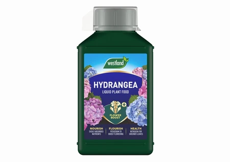 Hydrangea Feed