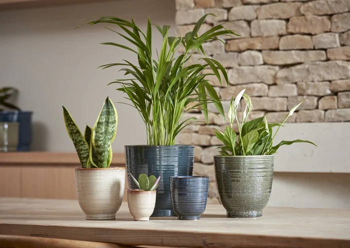 Fergus Pot Green 20CM - image 2