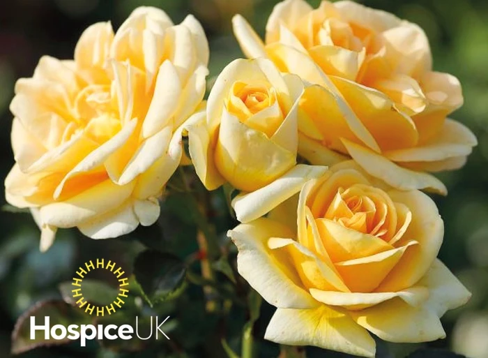 Rosa 'Loving Arms' 4.5L