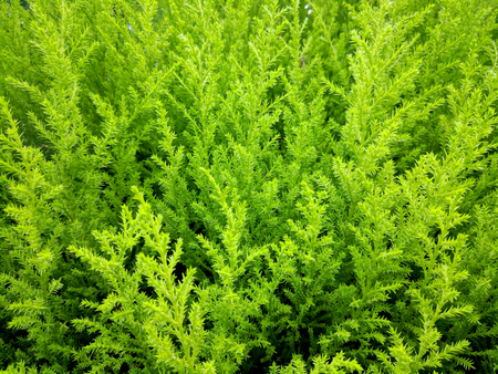 Cupressus Macr Goldcrest Wilma 12cm - image 2