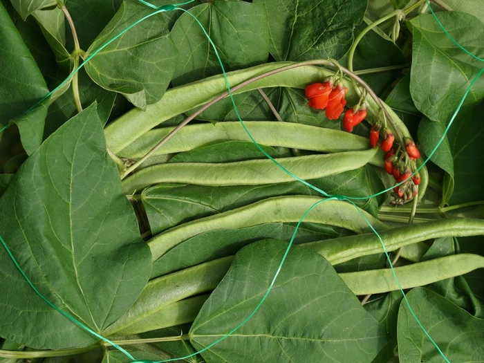 Pea+Bean Netting Green 150Mm Mesh - image 1