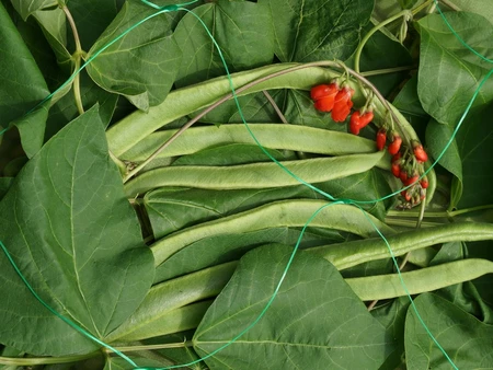 Pea+Bean Netting Green 150Mm Mesh - image 1