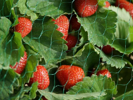 Garden Netting Green 15Mm Mesh - image 1