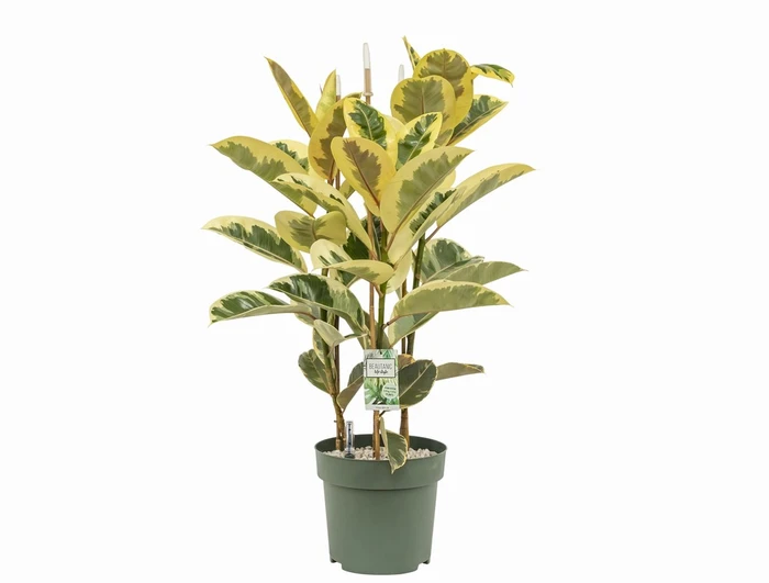 Ficus El Tineke Hydro 27cm