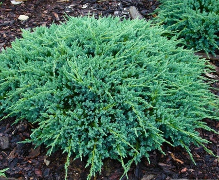 Juniperus Blue Carpet 3L - image 2