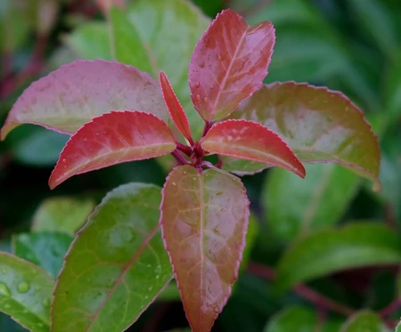 Prunus Lusitanica Tico 3L