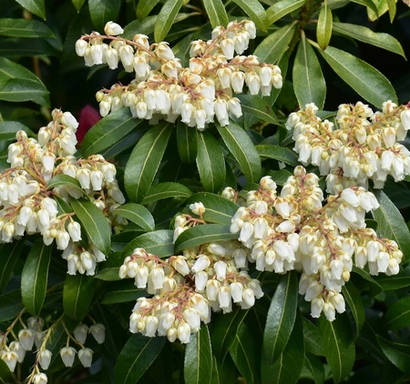 Pieris Jap Prelude 3L - image 2