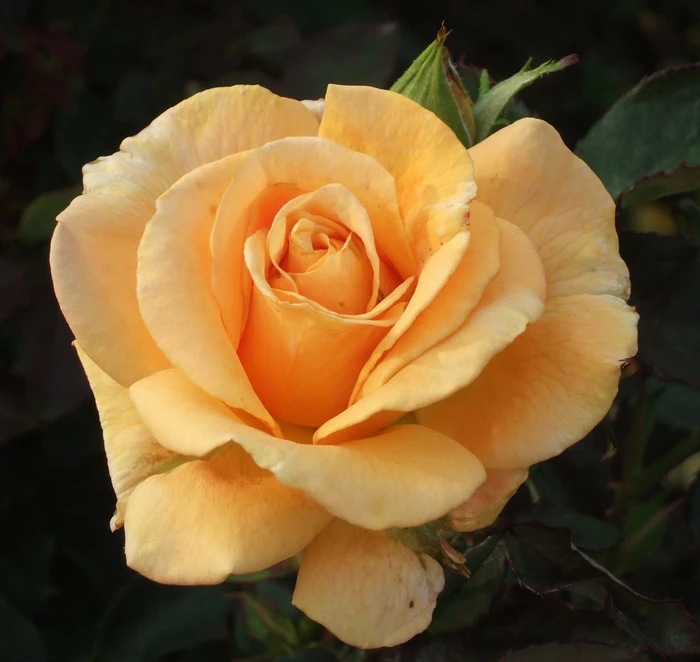 Golden Oldie HT 4.5L