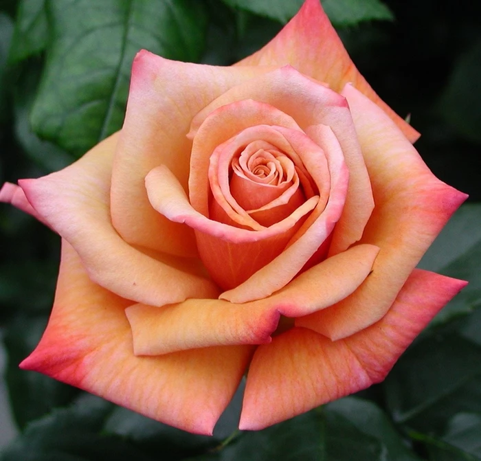 Remember Me HT OCC 4.5L