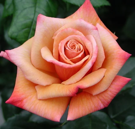 Remember Me HT OCC 4.5L