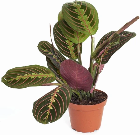 Maranta 12cm - image 2