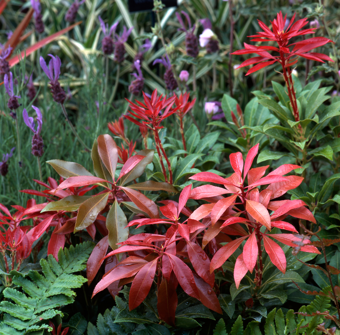 Pieris Japonica Mountain Fire 7.5L