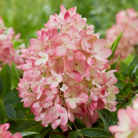 Hydrangea Groundbreaker Blush 14CM