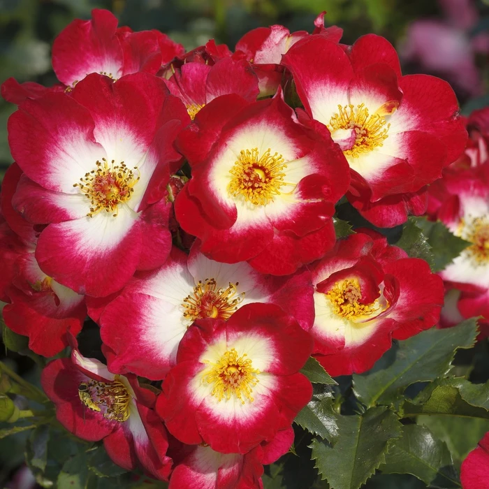 Rosa Stronger Together FL OCC 4.5L