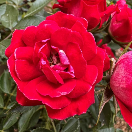 Rosa 'Giggles 3L