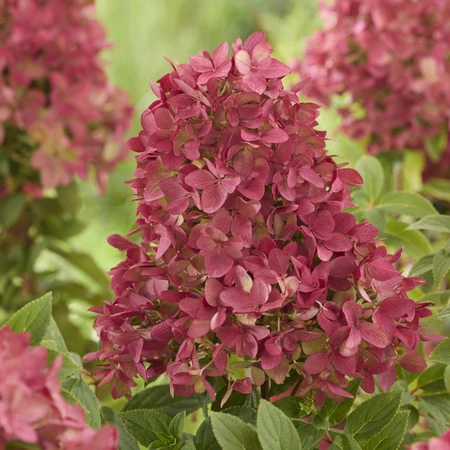 Hydrangea Groundbreaker Ruby 14CM