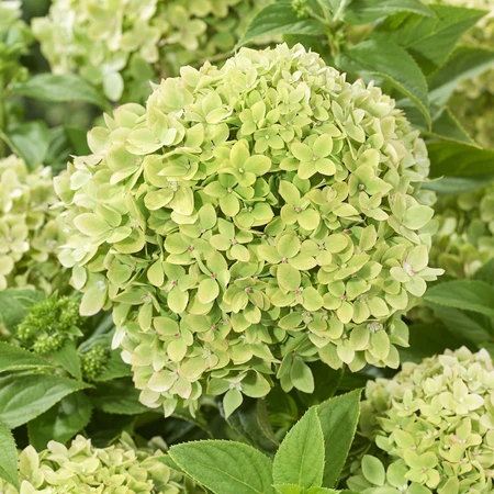 Hydrangea Groundbreaker Greeny 14CM