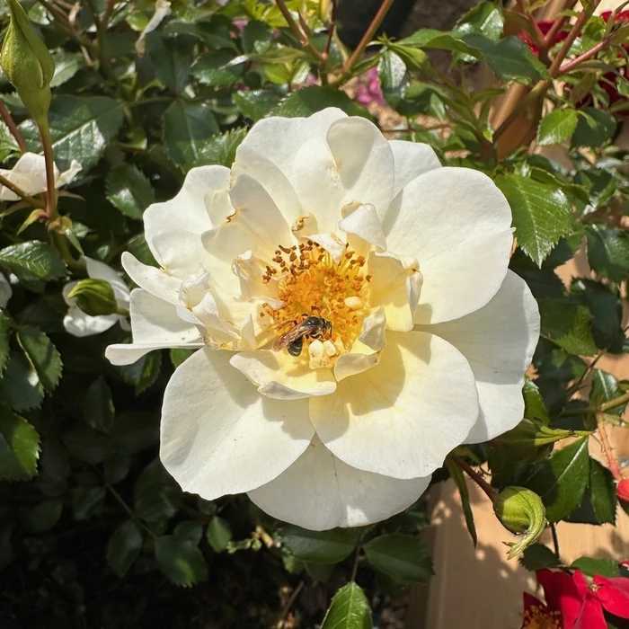 Rosa Bees Paradise Ivory SHR 4.5L