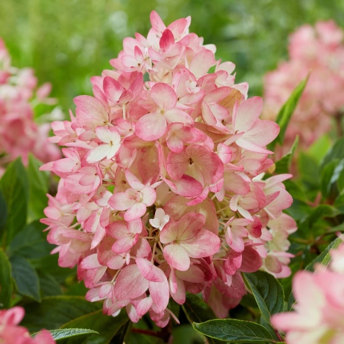 Hydrangea Groundbreaker Blush 21CM