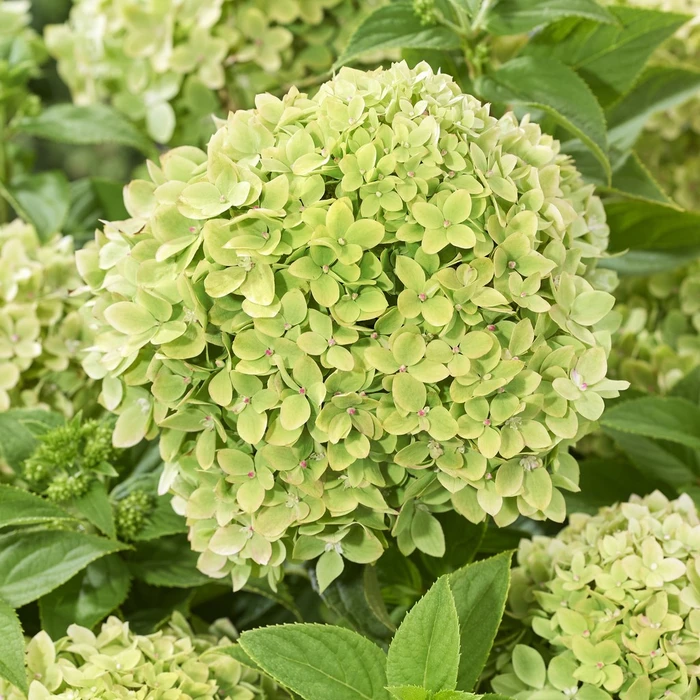 Hydrangea Groundbreaker Greeny 14CM