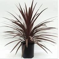 Cordyline Australis Red Star 5L - image 3
