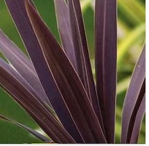 Cordyline Australis Red Star 2L - image 2