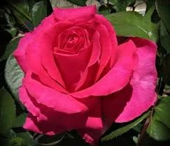 Rosa 'All My Loving' 4.5L