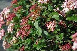 Viburnum Tinus 3L