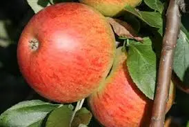 Apple Blenheim Orange Bush MM106 12L