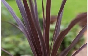 Cordyline Australis Red Star 2L - image 3