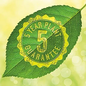 Ceanothus Concha 3L - image 2