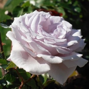 Blue Diamond Rose HT 5L
