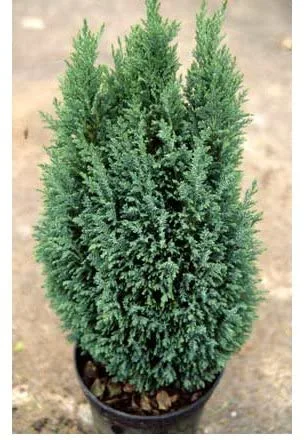 Chamaecyparis Ellwoodii 3L