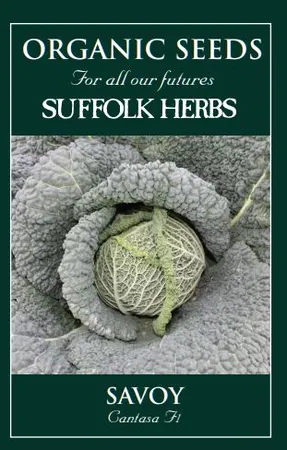 Cabbage Savoy Cantasa F1 - image 1