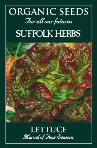Lettuce Marvel Of Four Seasons - image 1