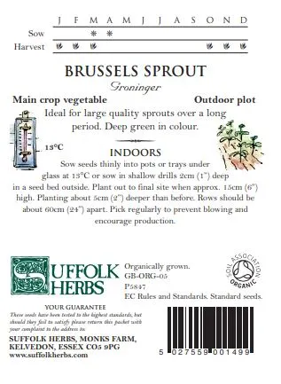 Brussels Sprout Groninger - image 2