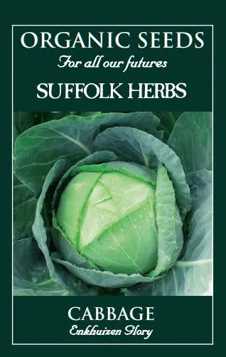 Cabbage Enkuizen Glory - image 1