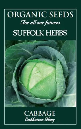 Cabbage Enkuizen Glory - image 1