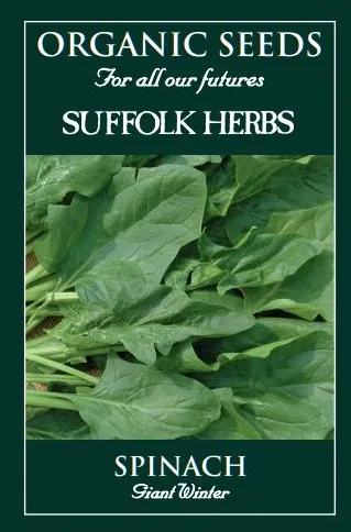 Spinach Giant Winter - image 1