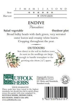 Endive Pancalieri - image 2