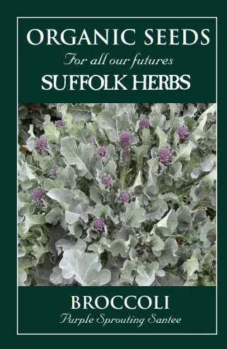 Broccoli Purple Sprouting Santee