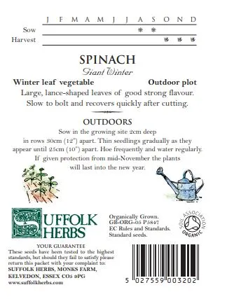 Spinach Giant Winter - image 2