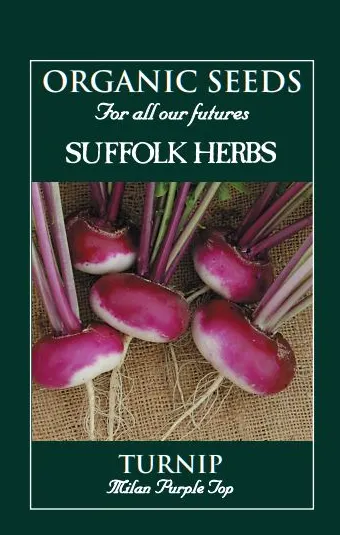 Turnip Milan Purple - image 1